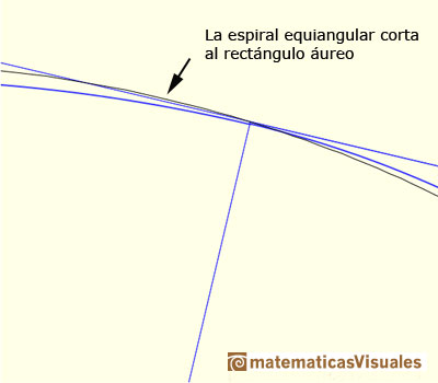 Rectngulo ureo, espiral de Durero y espiral equiangular dorada: La espiral equiangular urea corta los lados de los cuadrados | matematicasVisuales